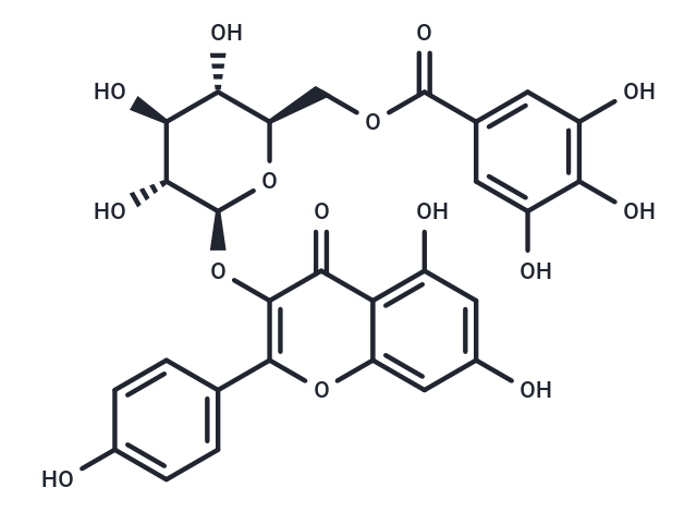 Kaempferol 3-O-(6''-galloyl)-beta-D-glucopyranoside