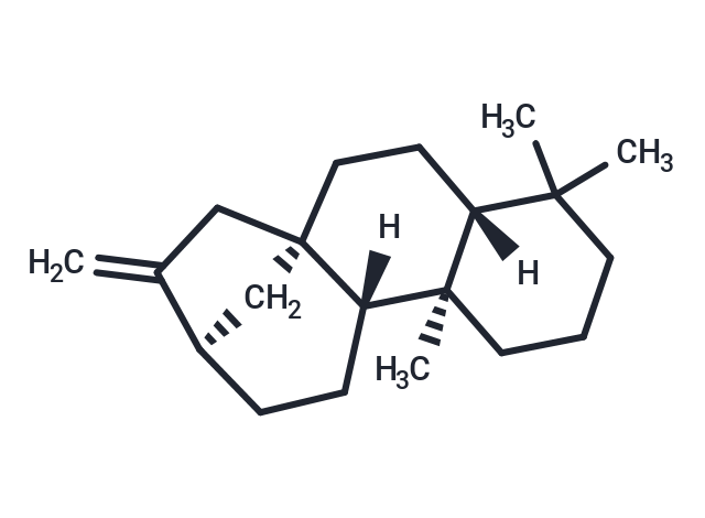 Kaurene