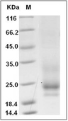 IL-31 Protein, Cynomolgus, Recombinant (His)