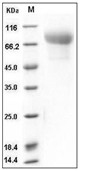 CADM1 Protein, Human, Recombinant (His)