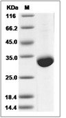 BTN3A3 Protein, Human, Recombinant (His)