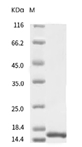 TNF alpha Protein, Rat, Recombinant