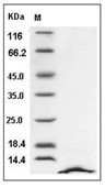 SDF-1/CXCL12 Protein, Human, Recombinant (isoform a)