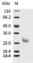 Mucin-1/MUC1 Protein, Human, Recombinant