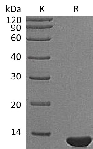 NGF Protein, Mouse, Recombinant (E. colli)