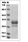 IL-29 Protein, Human, Recombinant