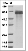 DLL4 Protein, Human, Recombinant