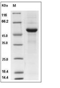 RANKL/TNFSF11/CD254 Protein, Mouse, Recombinant (hFc)