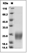 G-CSF Protein, Mouse, Recombinant