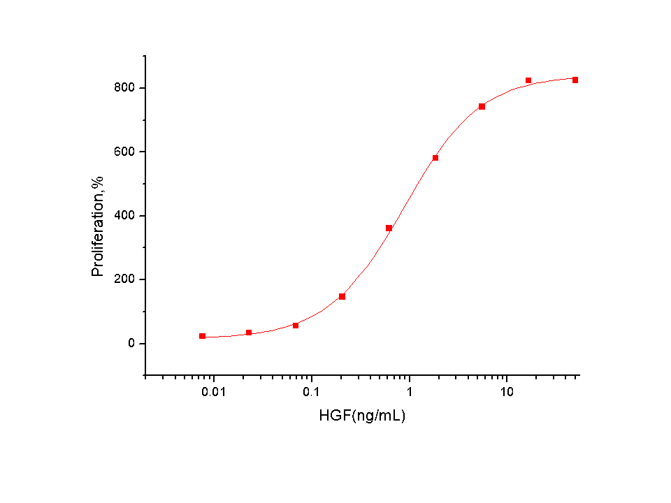 HGF Protein, Human, Recombinant