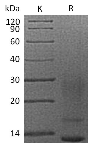 IL-13 Protein, Human, Recombinant (His)