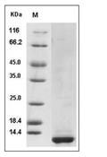 CLPS Protein, Human, Recombinant (His)