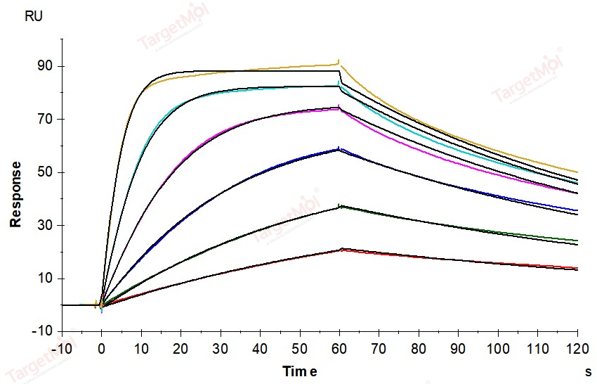 IL-13RA1 Protein, Human, Recombinant (His)