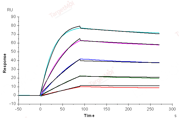 TNF alpha Protein, Human, Recombinant