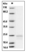 VEGF164 Protein, Rat, Recombinant