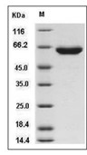 TPP1 Protein, Human, Recombinant (His)