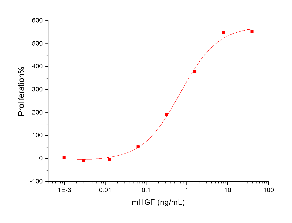 HGF Protein, Mouse, Recombinant