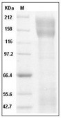 L1CAM Protein, Human, Recombinant (His)