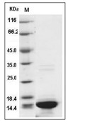 HIST3H2A Protein, Human, Recombinant