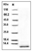 CD9 Protein, Human, Recombinant (His)