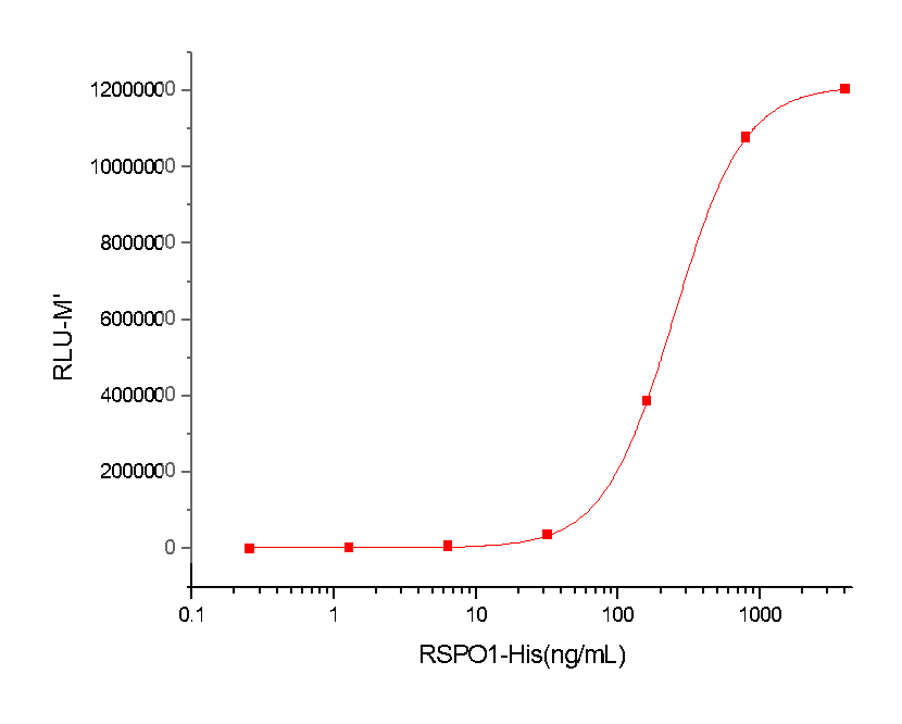 R-Spondin 1/RSPO1 Protein, Human, Recombinant (His)