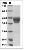 Mesothelin Protein, Human, Recombinant