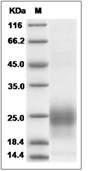 BST2 Protein, Human, Recombinant (His)