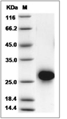 CD40 Protein, Rat, Recombinant (His)