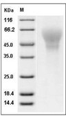 LYPD3 Protein, Human, Recombinant (His)