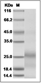 CD27/TNFRSF7 Protein, Human, Recombinant (His), Biotinylated