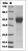 DKK1 Protein, Mouse, Recombinant (His)