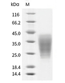 LIF Protein, Human, Recombinant