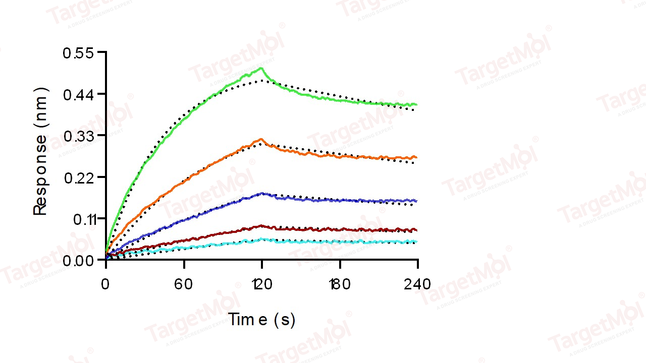 FCGR4 Protein, Mouse, Recombinant (His)