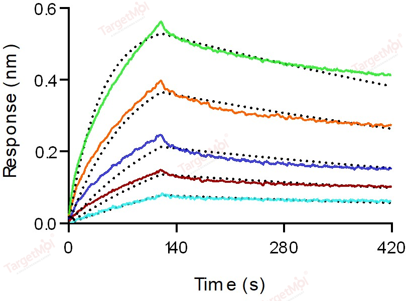 CD20 Protein, Human, Recombinant (TrxA), Biotinylated