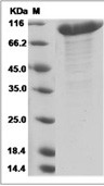 SEMA3A Protein, Human, Recombinant (hFc)