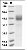 ICOS Protein, Human, Recombinant (rFc)