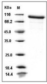 MMP-9 Protein, Mouse, Recombinant