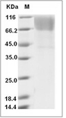 Mer Protein, Human, Recombinant