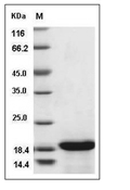 IL-33 Protein, Canine, Recombinant