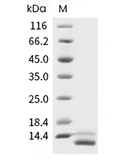 IL-15 Protein, Human, Recombinant