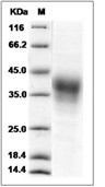 CD30L Protein, Cynomolgus, Recombinant (His)