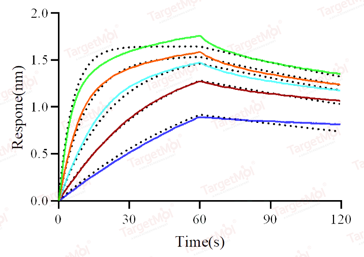 FCGRT & B2M Heterodimer Protein, Cynomolgus, Recombinant (His & Avi), Biotinylated