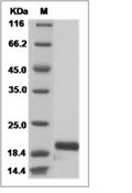 FGF-2 Protein, Mouse, Recombinant (His)