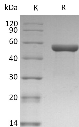 IL-1 alpha/IL-1A Protein, Human, Recombinant (hFc)