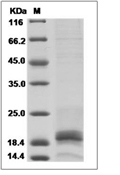 IFN gamma Protein, Mouse, Recombinant