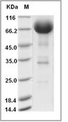 IL-4R Protein, Human, Recombinant (hFc)