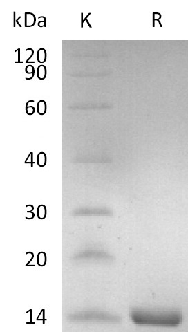 TSLP Protein, Human, Recombinant