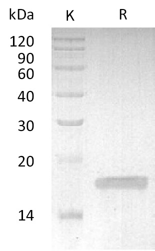 TNF alpha Protein, Rabbit, Recombinant