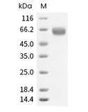 EPO/Erythropoietin Protein, Human, Recombinant (hFc)