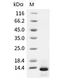 TGF beta 1 Protein, Human/Rhesus/Cynomolgus/Canine, Recombinant